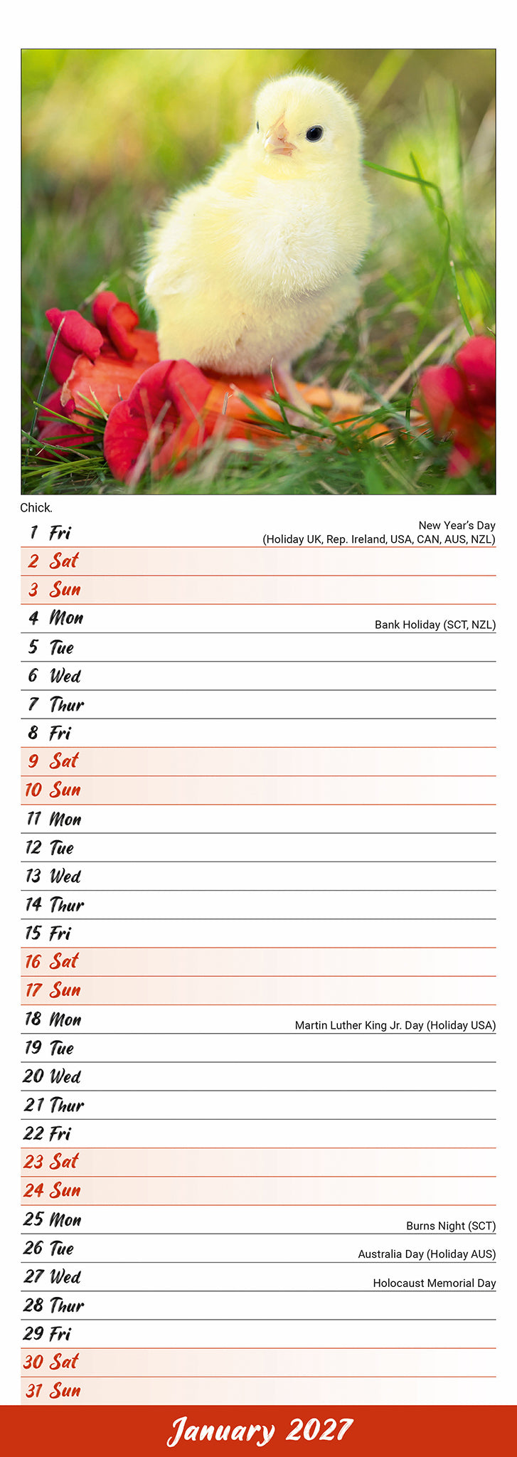 Chickens Slim Calendar 2027