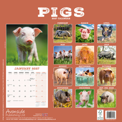 Pigs Wall Calendar 2027