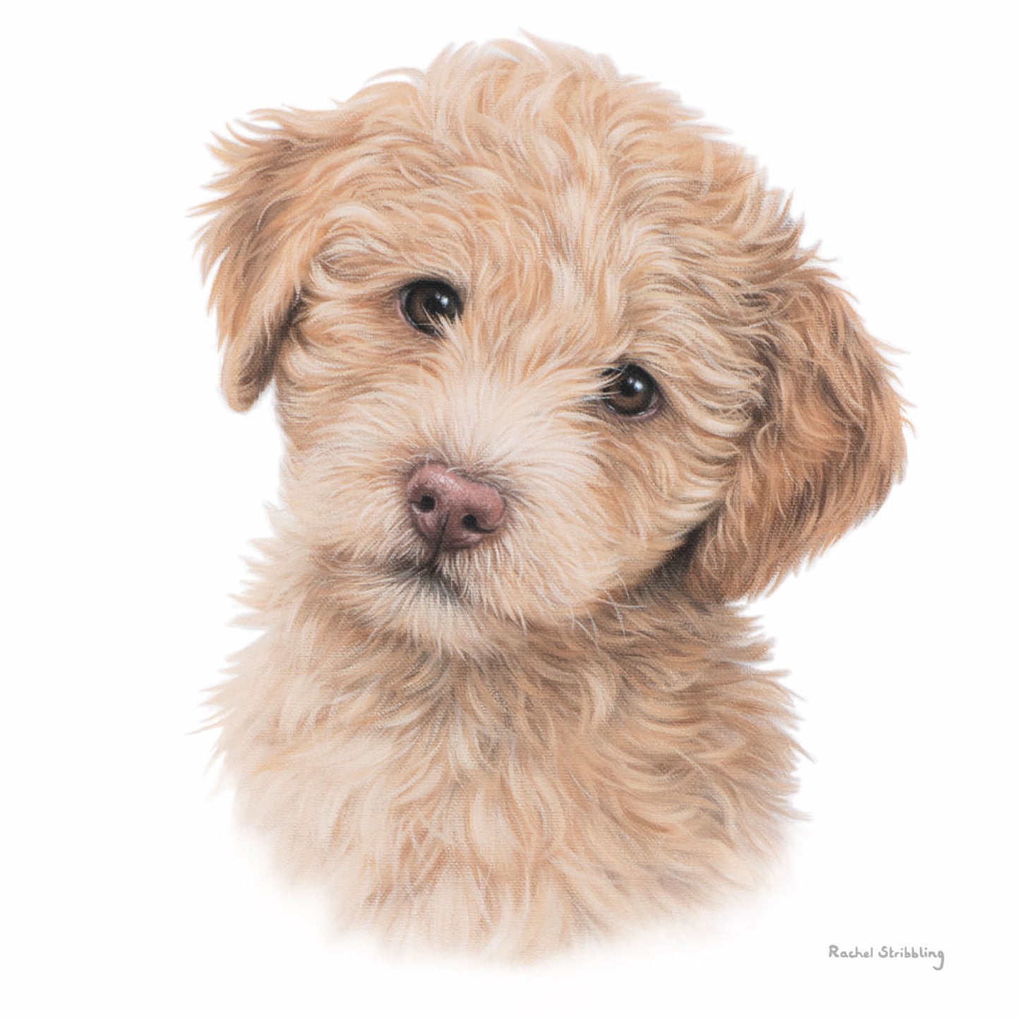 Rachel Stribbling Fine Art Card Collection - Cockapoo