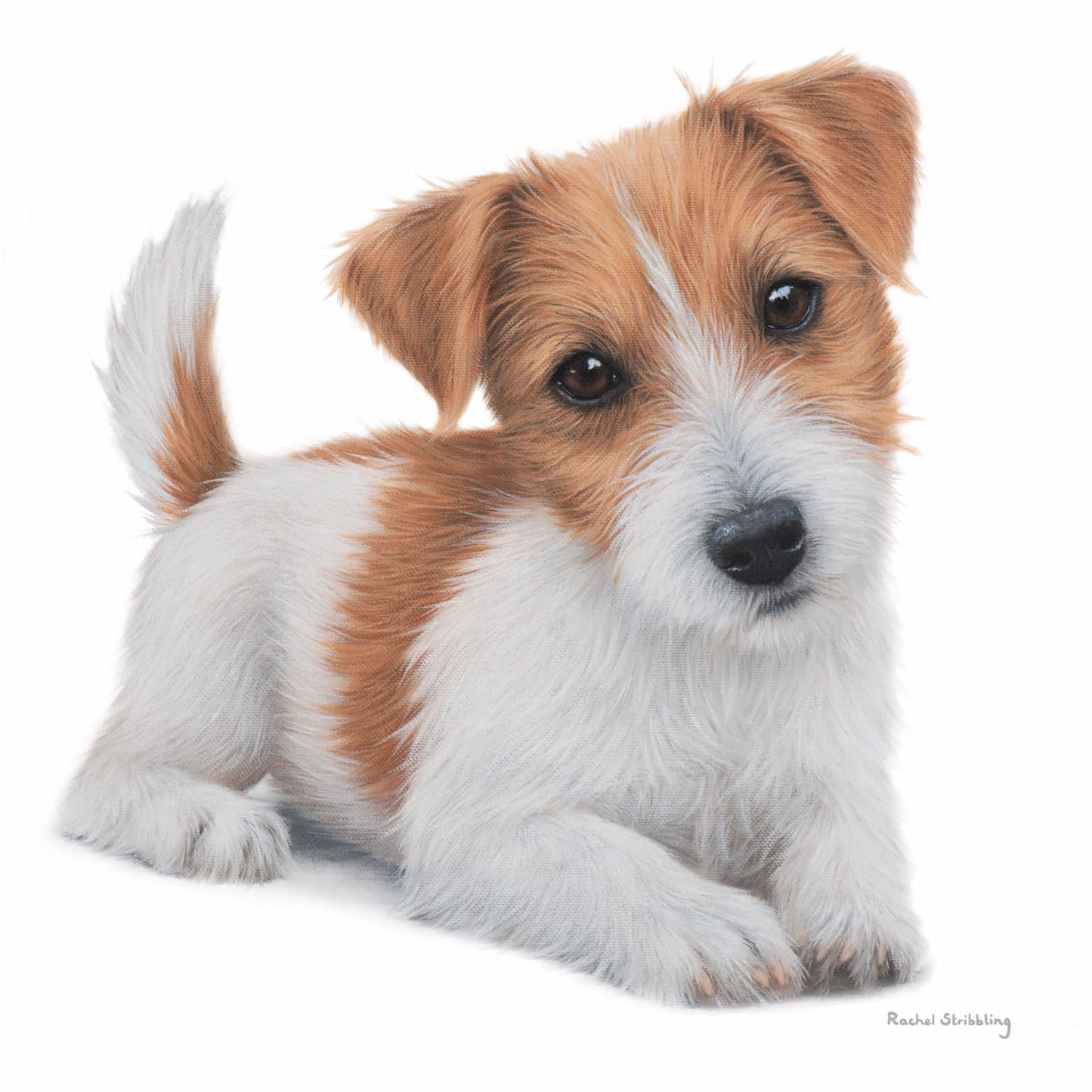 Rachel Stribbling Fine Art Card Collection - Jack Russell