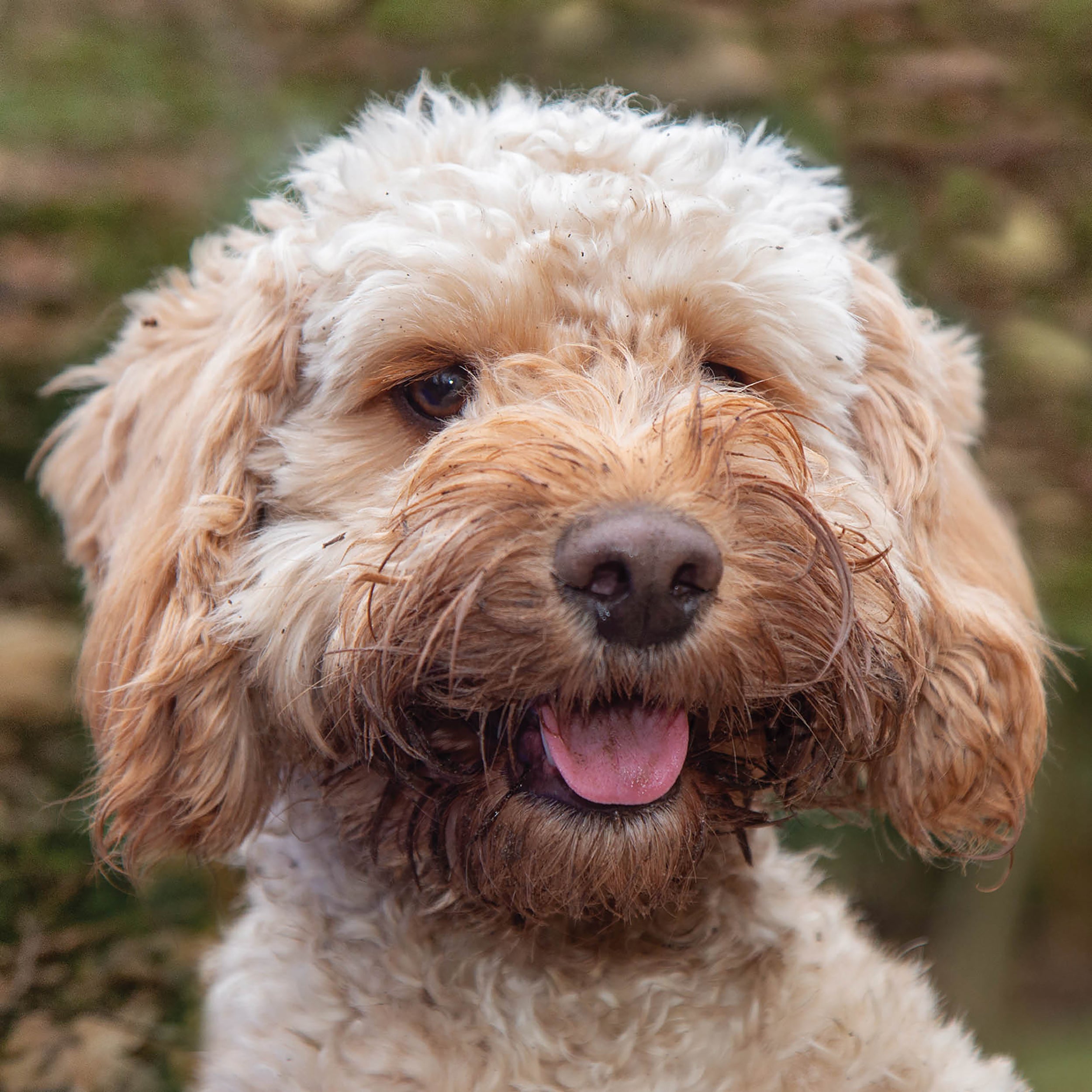 Alex Sharp Card - Dogs - Cockapoo – Otter House