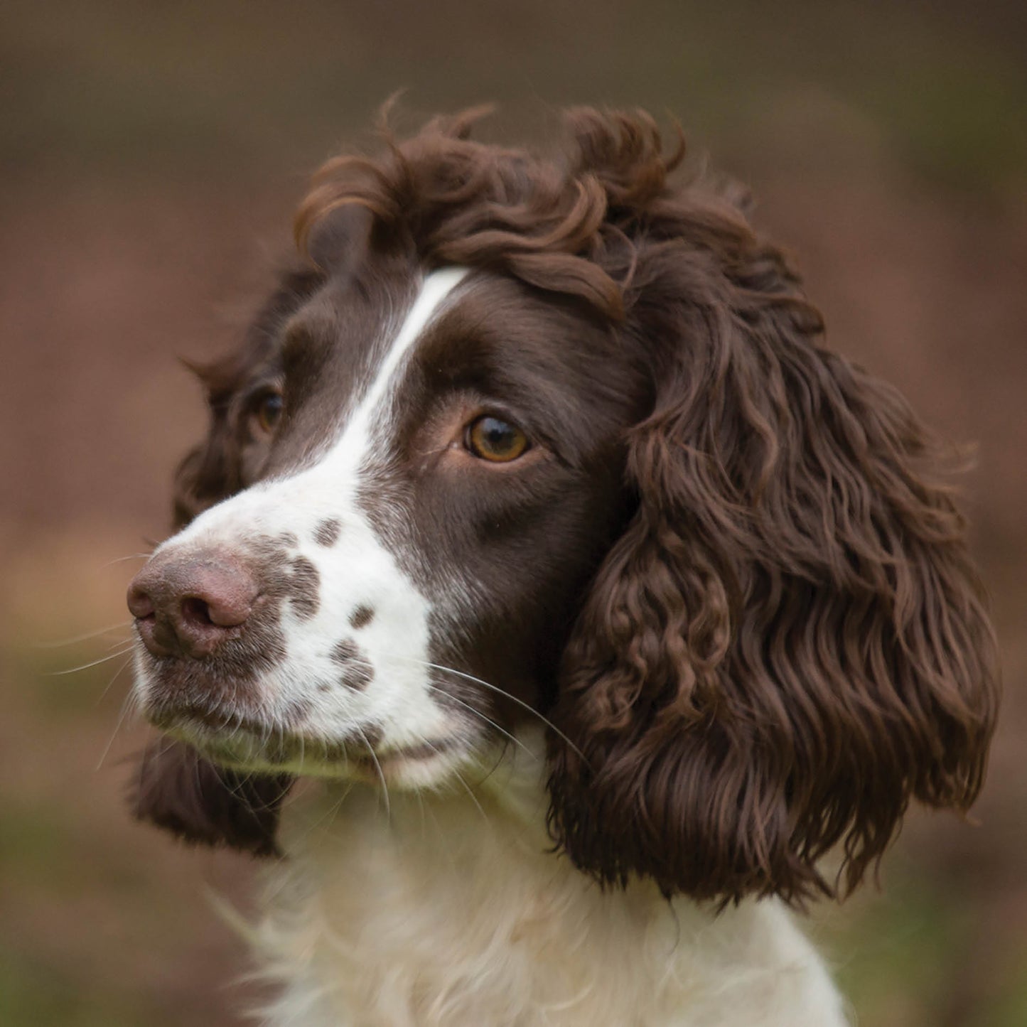 Alex Sharp Card - Dogs - Springer