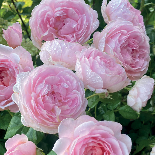 Alex Sharp Card - Floral - Pink Roses & Peony