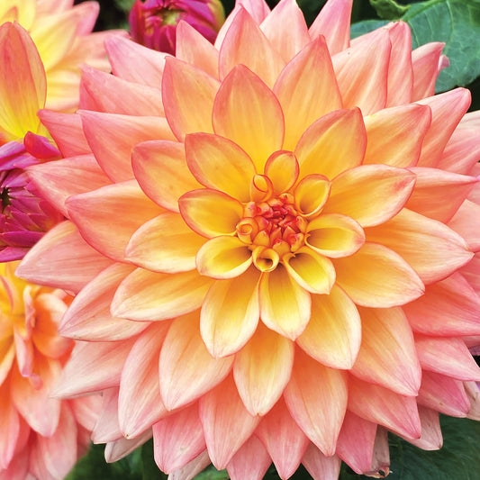 Alex Sharp Card - Floral - Dahlia