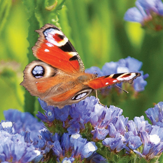 Peacock Butterfly Card by Alex Sharp