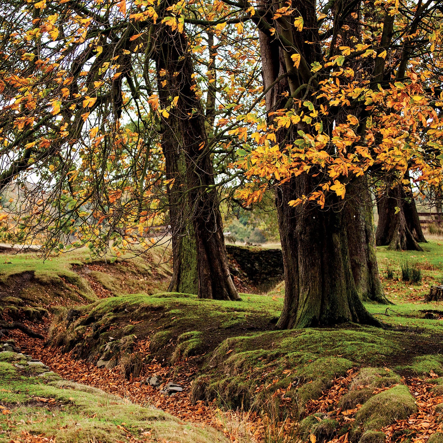 Alex Sharp Card - Scenic - Autumn Glory