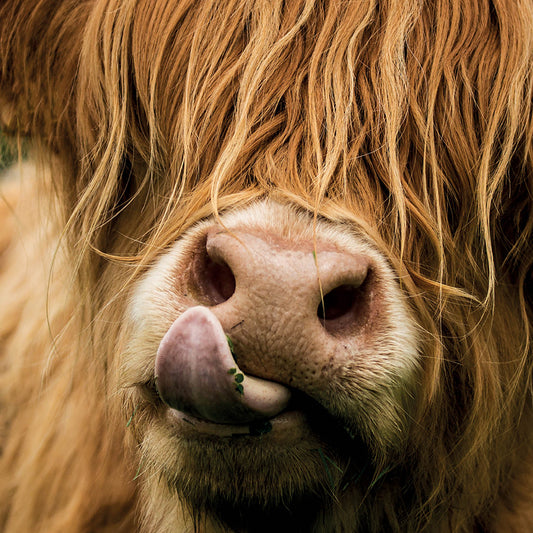 Alex Sharp Card - Wildlife - Highland Cow