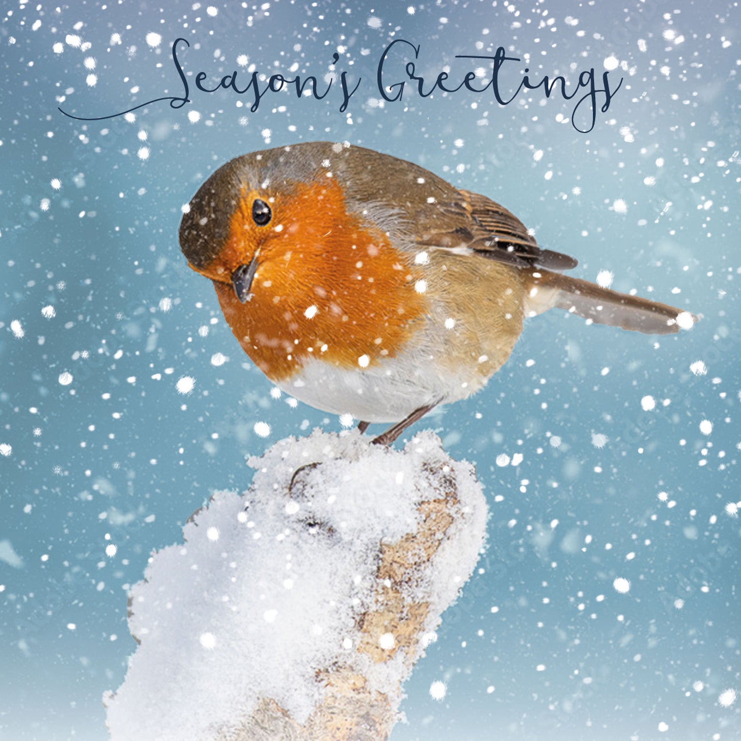 Charity Christmas 10 Card Pack - Inquisitive Robin