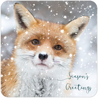 RSPB Luxury Christmas Card Twin Pack (10 Cards) - Watching & Waiting