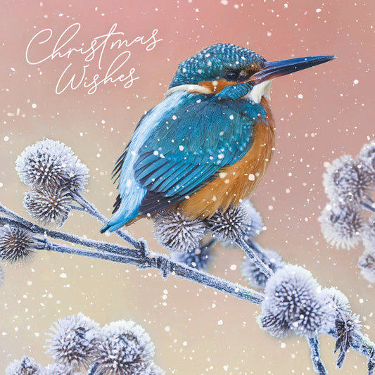 RSPB Small Christmas Cards (10 Cards) - Kingfisher on Burdock