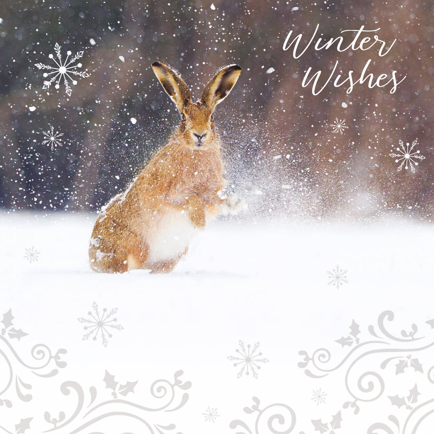 RSPB Small Christmas Cards (10 Cards) - Snow Spray Hare