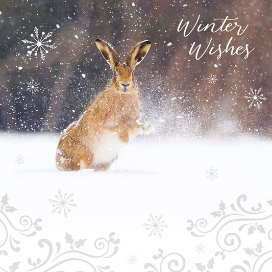 RSPB Small Christmas Cards (10 Cards) - Snow Spray Hare