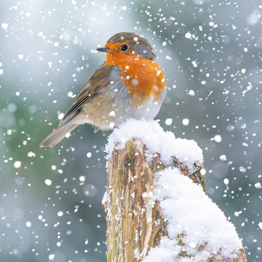 Assorted Christmas Cards - Photographic Robin