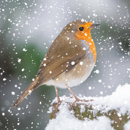 Assorted Christmas Cards - Photographic Robin