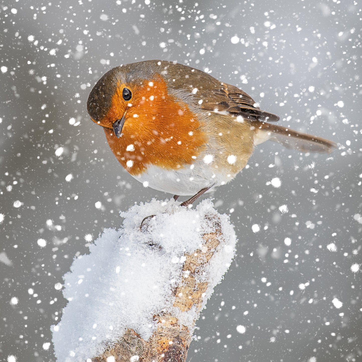 Assorted Christmas Cards - Photographic Robin