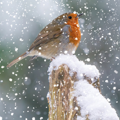 Assorted Christmas Cards - Photographic Robin