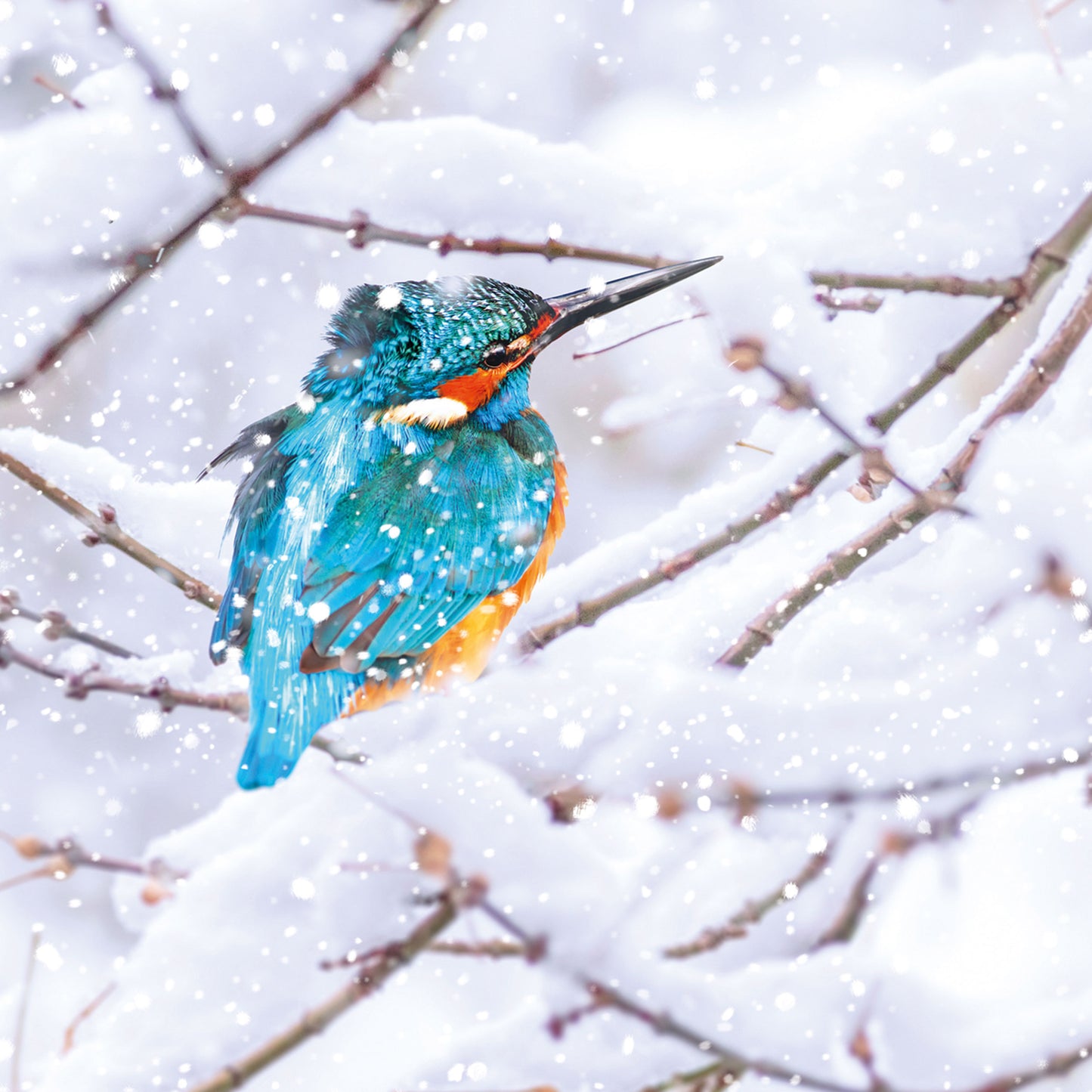 Assorted Christmas Cards - Winter Birds