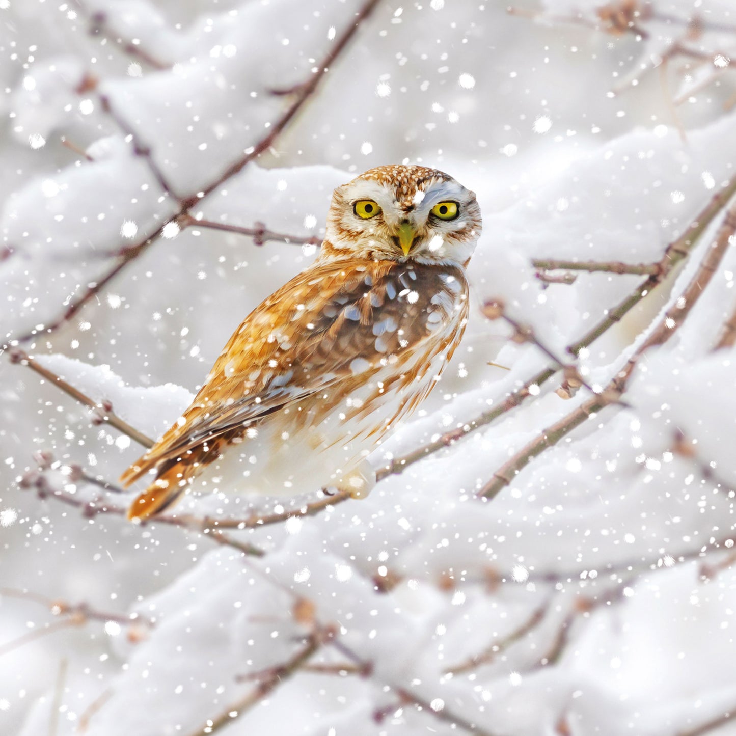 Assorted Christmas Cards - Winter Birds