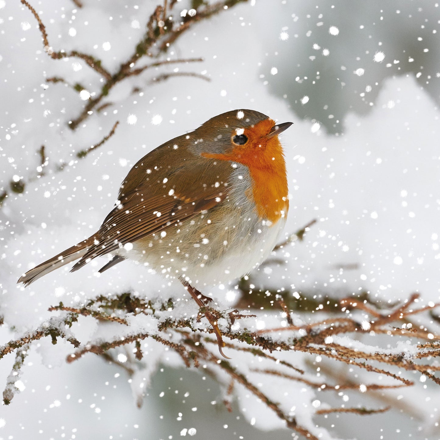 Assorted Christmas Cards - Winter Birds