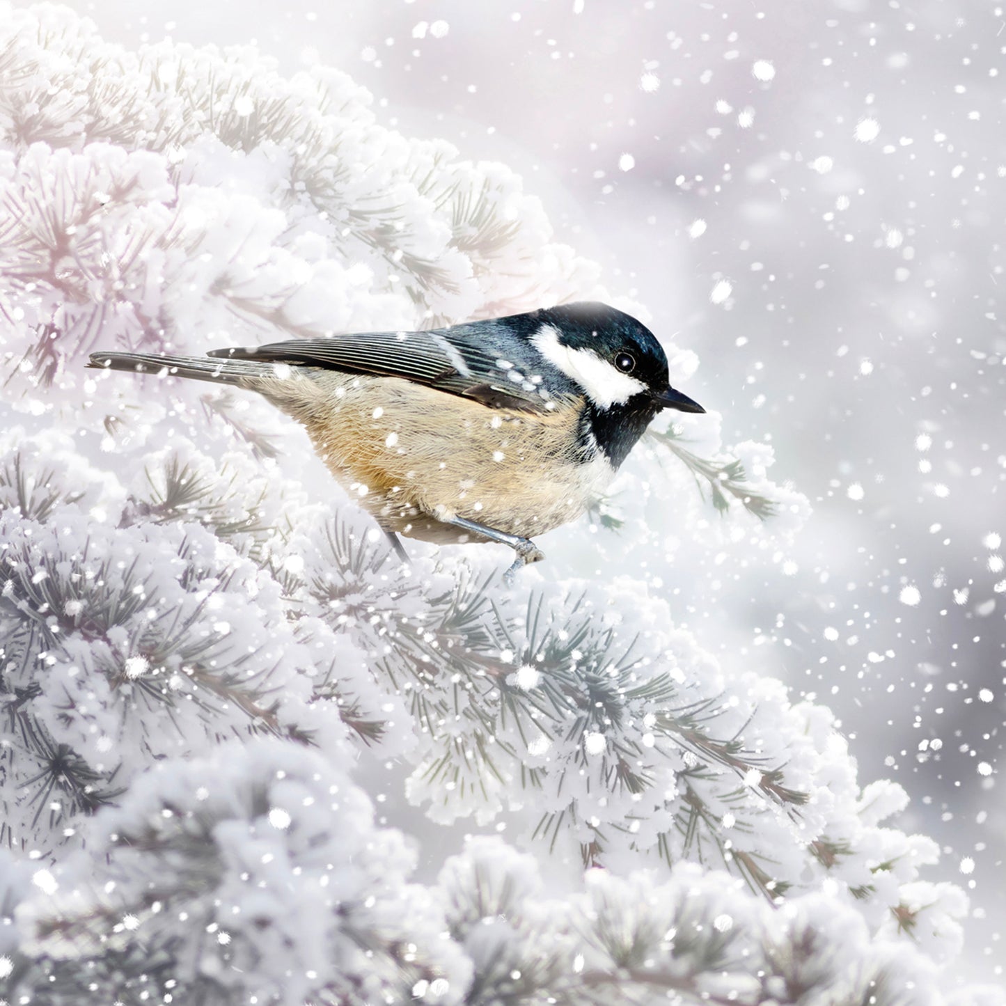 Assorted Christmas Cards - Winter Birds