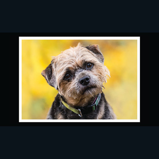 Barking at the Moon Card - Border Terrier (Splimple)