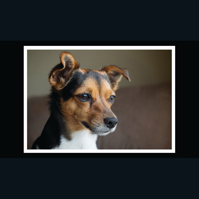 Barking at the Moon Card - Jack Russell (Splimple)