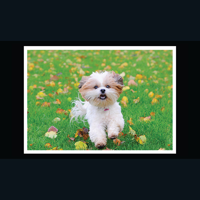 Barking at the Moon Card - Lhasa Apso (Splimple)