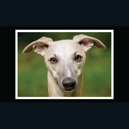 Barking at the Moon Card - Whippet (Splimple)