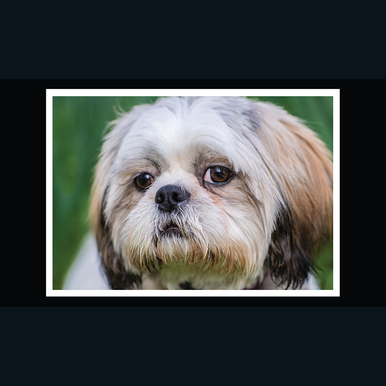 Barking at the Moon Card - Shih Tzu (Splimple)