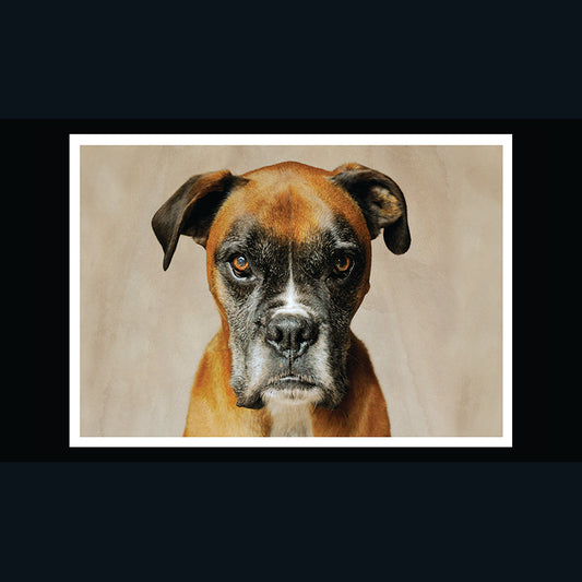 Barking at the Moon Card - Boxer (Splimple)