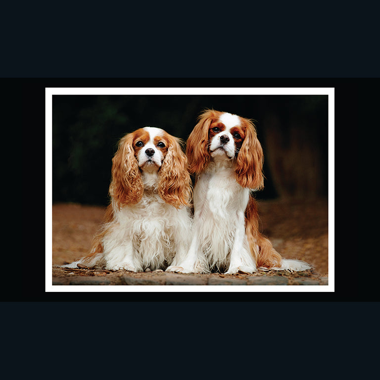 Barking at the Moon Card - King Charles Spaniel (Splimple)