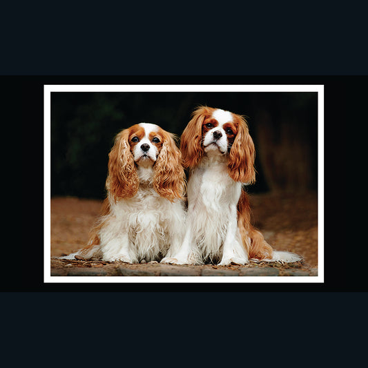 Barking at the Moon Card - King Charles Spaniel (Splimple)