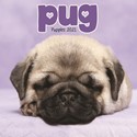 Pug Puppies Mini Wall Calendar 2021