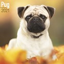 Pug Wall Calendar 2021
