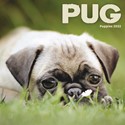 Pug Puppies Mini Wall Calendar 2022