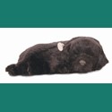 Precious Petzzz - Black Labrador