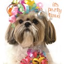  Pet Pawtrait Card - It's Party Time (Blank Card)