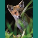 Animal Blank Card - Fox Cub