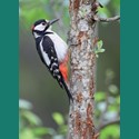 Animal Blank Card - Woodpecker