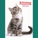 Animal Birthday Card - Tabby Cat 'Birthday Wishes'