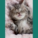 Animal Blank Card - Snuggling Kitten