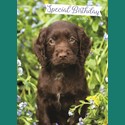 Animal Birthday Card - Chocolate Labrador Puppy