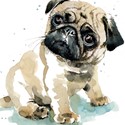Puppy Dog Eyes Card Collection - Pug Pixie