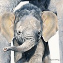 Pollyanna Pickering Card Collection - Elephant