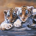 Pollyanna Pickering Card Collection - Tiger Cubs