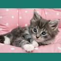 Animal Blank Card - Kitten On Pink