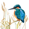 Pollyanna Pickering Countryside Collection Card - Kingfisher