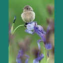 Beautiful Blanks Card - Bird On Iris