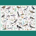 500 Piece Jigsaw - Madeleine Floyd Seabirds
