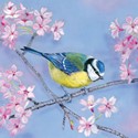 Quayside Gallery Card Collection - Blue Tit & Blossom